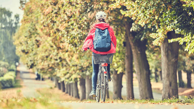 Eine Person fährt mit einem Fahrrad auf einem Radweg mit herbstlichen Bäumen. Die Person ist von hinten zu sehen. 
